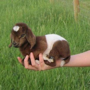 Meet your Posher, Theresa